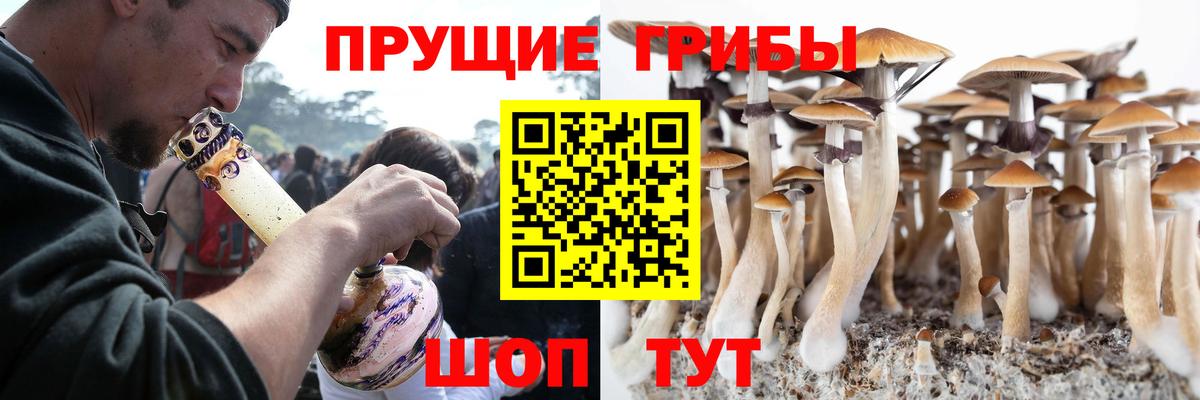 Подольск  Псилоцибиновые грибы GOLDEN TEACHER  Галлюциногенные грибы мицелий  как найти наркотики  Вход с VPN 